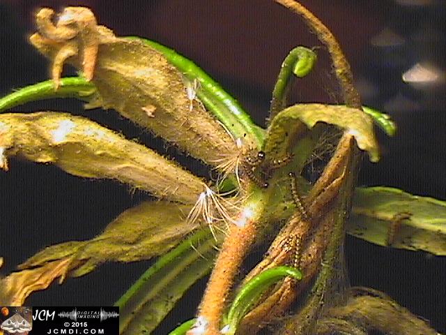 Chalcedon Checkerspot (Euphydryas chalcedona) tiny 1st instar larvae